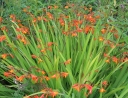 rośliny ogrodowe - Cynobrówka 'Emily McKenzie' Crocosmia, Montbrecja P11