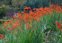 rośliny ogrodowe - Cynobrówka 'Emily McKenzie' Crocosmia, Montbrecja P11