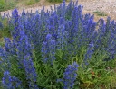 sadzonki -  Żmijowiec zwyczajny Echium vulgare