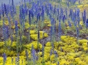 sadzonki - Żmijowiec zwyczajny Echium vulgare