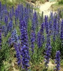 rośliny ogrodowe - Żmijowiec zwyczajny Echium vulgare