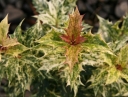 rośliny ozdobne - Osmanthus heterophyllus GOSHIKI syn.Osmanthus ilicifolius, Wończa C2/20-30cm *T63