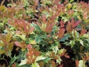 sklep ogrodniczy - Osmanthus heterophyllus GOSHIKI syn.Osmanthus ilicifolius, Wończa C2/20-30cm *T63