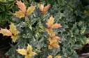 rośliny ogrodowe - Osmanthus heterophyllus GOSHIKI syn.Osmanthus ilicifolius, Wończa C2/20-30cm *T63