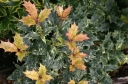 sadzonki - Osmanthus heterophyllus GOSHIKI syn.Osmanthus ilicifolius, Wończa C2/20-30cm *T63