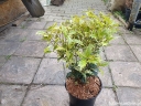 sadzonki - Osmanthus heterophyllus GOSHIKI syn.Osmanthus ilicifolius, Wończa C2/20-30cm *T63