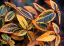 rośliny ogrodowe - Trzmielina Fortune'a Emerald'n Gold (Euonymus fortunei Emerald`n Gold) P9