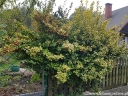 sklep ogrodniczy - Trzmielina Fortune'a Emerald'n Gold (Euonymus fortunei Emerald`n Gold) P9