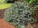 sadzonki - Prostanthera cuneata Australijska mięta C5/30-40cm *G