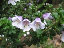 rośliny ogrodowe - Prostanthera cuneata Australijska mięta C5/30-40cm *G