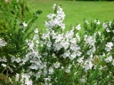 sadzonki - Prostanthera cuneata Australijska mięta C5/30-40cm *G
