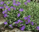 sklep ogrodniczy -  Żagwin ogrodowy ALBOMARGINATA Aubrieta x cultorum
