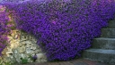 rośliny ozdobne - Żagwin ogrodowy ALBOMARGINATA Aubrieta x cultorum