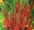 rośliny ogrodowe -  Przetacznik kłosowy RED Veronica spicata