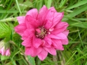 rośliny ozdobne -  Malina okazała OLYMPIC DOUBLE Rubus spectabilis syn. 'Flore Pleno' /C2 *18