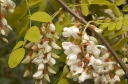 sklep ogrodniczy - Robinia pseudoacacia FRISIA Robinia żółta Akacja Grochodrzew C5/1,4-1,6m