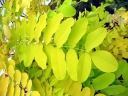 sklep ogrodniczy - Robinia pseudoacacia FRISIA Robinia żółta Akacja Grochodrzew C5/1,4-1,6m