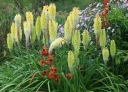 sadzonki -  Trytoma VANILLA /C3 Kniphofia