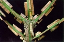 sadzonki - Trzmielina oskrzydlona MACKROPHYLLUS Euonymus alatus