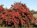 rośliny ogrodowe - Ognik szkarłatny RED COLUMN Pyracantha coccinea P13/50-70cm