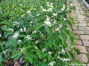 sklep ogrodniczy - Wiciokrzew Maacka Suchodrzew Lonicera maackii - nasiona 10szt
