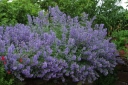 rośliny ozdobne - Kocimiętka BLUE DREAMS Nepeta subsessilis /C1,5