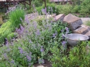 rośliny ogrodowe - Kocimiętka BLUE DREAMS Nepeta subsessilis /C1,5