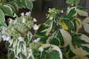 sklep ogrodniczy - Hortensja ogrodowa TRICOLORVsyn. Variegata Hydrangea macrophylla C5/20cm *K18