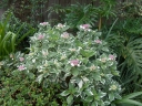 sklep ogrodniczy - Hortensja ogrodowa TRICOLORVsyn. Variegata Hydrangea macrophylla C5/20cm *K18