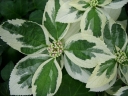 sklep ogrodniczy - Hortensja ogrodowa TRICOLORVsyn. Variegata Hydrangea macrophylla C5/20cm *K18