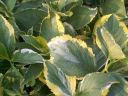 sadzonki - Hortensja ogrodowa TRICOLORVsyn. Variegata Hydrangea macrophylla C5/20cm *K18