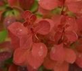 rośliny ogrodowe - Berberys Orange Rocket (Berberis thunbergii) C2/60-80cm *K19