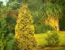sklep ogrodniczy - Żywotnik zachodni YELLOW RIBBON Thuja occidentalis Tuja *4