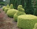 sadzonki - Cis pospolity SEMPERAUREA Taxus baccata C3,7/60-80CM *4K