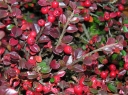 sklep ogrodniczy -  Irga zimozielona CORAL BEAUTY Cotoneaster suecicus, Cotoneaster dammeri /C1,5