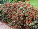 rośliny ozdobne - Irga zimozielona CORAL BEAUTY Cotoneaster suecicus, Cotoneaster dammeri /C1,5