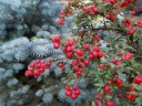 rośliny ozdobne - Irga zimozielona CORAL BEAUTY Cotoneaster suecicus, Cotoneaster dammeri /C1,5