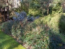 sklep ogrodniczy - Irga zimozielona CORAL BEAUTY Cotoneaster suecicus, Cotoneaster dammeri /C1,5
