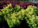 rośliny ogrodowe - Berberys Thunberga PURPUROWY /C1,5 *P25