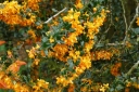 rośliny ogrodowe - Berberys APRICOT QUEEN Berberis lologensis C3,5/40-60cm *T15