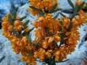 rośliny ozdobne - Berberys APRICOT QUEEN Berberis lologensis C3,5/40-60cm *T15