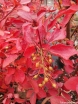 sklep ogrodniczy - Enkiant wygiętoszypułkowy RUBENS Enkianthus cernuus var. rubens C2/40-50cm *TP