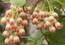 sadzonki -  Enkiant dzwonkowaty 7-letni Enkianthus campanulatus C4/80-120cm *T35