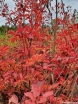 sklep ogrodniczy - Enkiant dzwonkowaty 7-letni Enkianthus campanulatus C4/80-120cm *T35