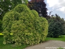 rośliny ogrodowe - Perełkowiec japoński Sophora japonica, Szupin, Sofora C5/100cm *T