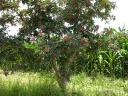 rośliny ogrodowe - Pieprz syczuański Zanthoxylum piperitum Żółtodrzew Pieprzowy P9/10-20cm