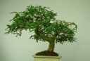 sadzonki - Pieprz syczuański Zanthoxylum piperitum Żółtodrzew Pieprzowy P9/10-20cm