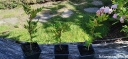 rośliny ozdobne - Pieprz syczuański Zanthoxylum piperitum Żółtodrzew Pieprzowy P9/10-20cm