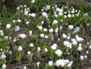 rośliny ozdobne - Sangwinaria kanadyjska FLORE PLENO syn.'Multiplex' Sanguinaria canadensis /P11 *TP