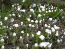 rośliny ogrodowe - Sangwinaria kanadyjska FLORE PLENO syn.'Multiplex' Sanguinaria canadensis /P11 *TP